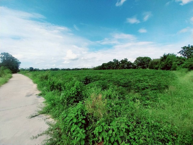 ขายที่ดินเปล่า  65 - 1 - 72  ไร่  หนองยาว  ลาดยาว  นครสวรรค์   ZK524