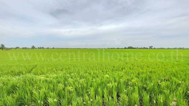 ที่ดินเปล่า 11-1-24 ไร่ คลองนิยมยาตรา บางบ่อ ทำเลดี