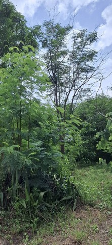 ขายที่ถมแล้ว 190 ตรว. ขายถูก ใกล้รถไฟฟ้า MRT ซอยเรวดี 13  อ.เมือง  จ.นนทบุรี