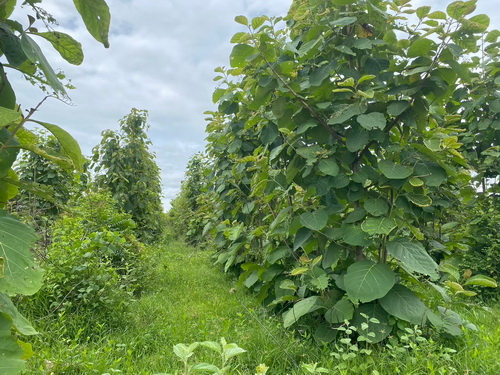 ปรับลดราคาพิเศษ 6,000,000บาท  ลดจากราคา 10,000,000 บาทที่ดินพร้อมต้นสัก 52-0-99 ไร่ ผืนใหญ่ ต.เขาทราย อ.ทับคล้อ จ.พิจิตร