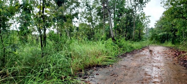 ขายที่ดิน 35-2-91ไร่ 17ลบ. ใกล้ถนนใหญ่107เชียงใหม่-แม่แตง บ้านปางกว้าง ต.อินทขิล อ.แม่แตง เชียงใหม่