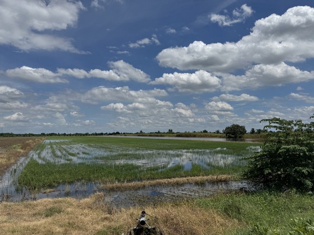 ขายที่นาอำเภอไทรน้อย 20  ไร่ ตำบลไทรใหญ่ อำเภอไทรน้อย จังหวัดนนทบุรี