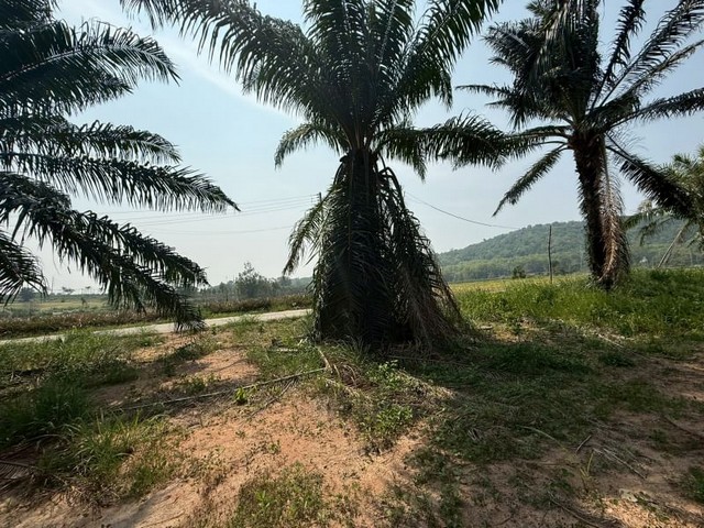 ขายที่ดินพื้นที่เขต EEC แปลงสวย เขาคันทรง ศรีราชา ชลบุรี FP-L01299 