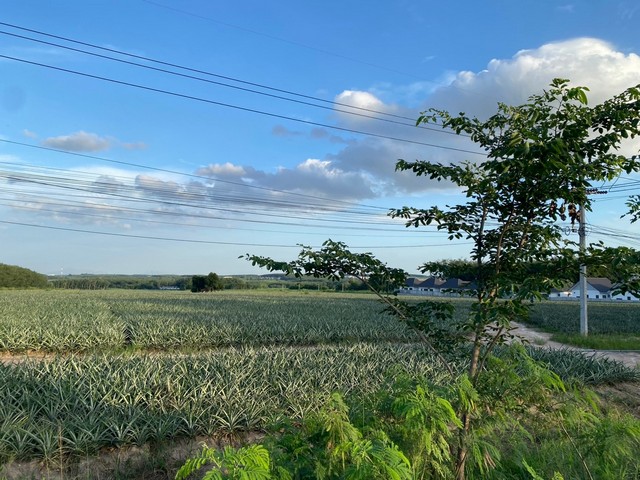 ขายที่ดินนิคมพัฒนาระยองที่ดินที่ดิน 24 ไร่  ซอย 12 สาย 15 ต.พนานิคม อ.นิคมพัฒนา จ.ระยอง ????ที่ดินผังสีเหลือง