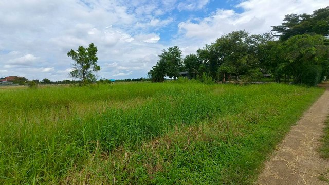 ขายที่ดิน คลอง7 หนองเสือ ปทุมธานี 2 ไร่ 65 ตรว  ต.บึงชำอ้อ อ.หนองเสือ  จ. ปทุมธานี