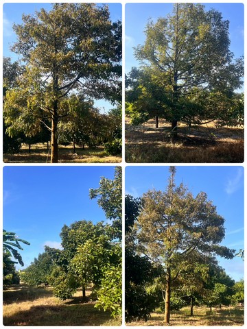 ขายที่ดิน ตำบลวังแซ้ม จันทบุรี 25 ไร่ 3 งาน 63 ตารางวา