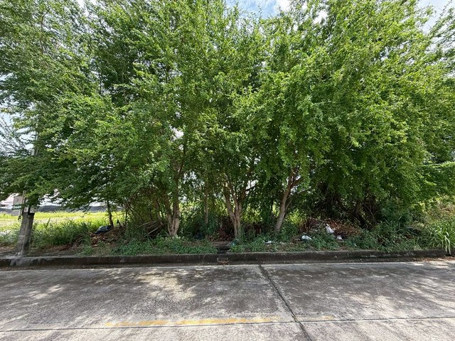 ขายที่ดินเปล่า เมืองชลบุรี ทำเลดี เขตชุมชน ซ.นารถมนตเสวี 26 เสม็ด TP-L1754