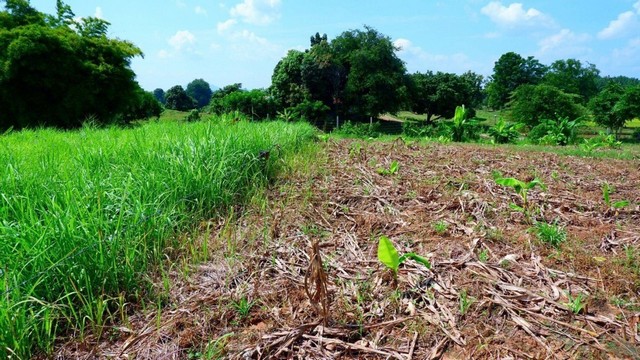 M650413ขายที่ดินเปล่าทำเลสวยตั้งอยู่ที่ ต.หนองผือ อ.ท่าลี่ จ.เลย บรรยากาศเงียบสงบ เหมาะกับการพักผ่อนหรือทำเกษตรพัฒนา???? ขนาดพื้นที่: 9 ไร่ 2 งาน 61.3 ตารางวา???? ราคาขายยกแปลงเพียง 2,700,000 บาท✨ จุดเด่นของทรัพย์นี้:ที่ดินแปลงสวย หน้ากว้าง พื้นที่ใช้ประโยชน์ได้เต็มทางเข้า–ออกสะดวก อยู่ไม่ไกลจากถนนหลักใกล้ชุมชนและสิ่งอำนวยความสะดวกเหมาะสำหรับสร้างบ้านพักส่วนตัว, ทำสวน, 