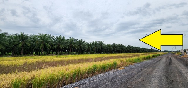 ขายที่ดิน คลอง 9 หนองเสือ 1 ไร่ ใกล้ตลาดขายที่ดินหนองเสือ คลอง 9 ขนาด 1 ไร่ ตลาดคลอง 8 วิลล่า ตลาดคลอง 9 เมืองใหม่ ในซอย มีไฟฟ้า ประปา เหมาะ ปลูกบ้าน ทำโกดัง ทำเกษตร หรือซื้อเก็บไว้ที่ตั้ง :  ตำบล บึงบอน อำเภอ หนองเสือ ปทุมธานีที่ดิน คลอง 9 หนองเสือ หน้าที่ดินเป็นถนนหินคลุก ติดถนน 8 ม.-  กว้าง 40 เมตร -  ลึก 40 เมตร  เนื้อที่ดิน 1-0-0 ไร่  ห่างจากถนนลาดยางเรียบ (คลอง 9 หนองเสือ) เพียง 50