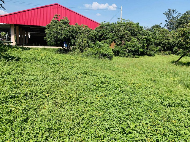 ขายที่ดินเปล่า 2งาน36ตรว.1.8ล. น้ำไม่ท่วม น้ำประปา ไฟฟ้า เข้าถึง ต.ยางเนิ้ง อ.สารภี เชียงใหม่ขายที่ดินเปล่า 2 งาน 36 ตรว. น้ำไม่ท่วม เหมาะสำหรับสร้างที่อยู่อาศัย หอพักอยู่ในแหล่งชุมชน การเดินทางสะดวกสบาย ไม่ไกลจากแหล่งความอำนวยความสะดวกอยู่ในเขตเทศบาล ห่างจากตัวเมือง 15 กม. การเดินทางสะดวกได้หลายทางทั้งสายต้นยาง ถนนเรียบรางรถไฟ และถนนสายซุปเปอร์ไฮเวย์ราคาเพี