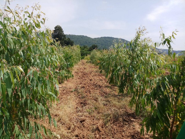 ขายที่ดิน จ.ลพบุรี อ.ลำสนธิ ต.ลำสนธิ  24 ไร่  วิวภูเขาเกือบรอบทิศ 