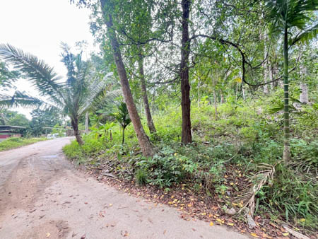 For Sale / For Rent – Prime Land in Lipa Noi, Koh Samui