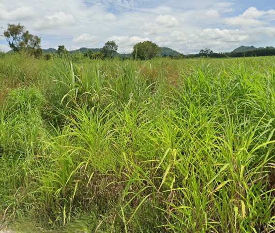 M650403ขายที่ดินด่วน! แปลงใหญ่ทำเลดีในตำบลท่าสวรรค์ อำเภอนาด้วง จังหวัดเลยขนาด 10 ไร่ ราคาเพียง 2.5 ล้านบาทเป็นที่ดินว่างเปล่า รายล้อมด้วยพื้นที่การเกษตร โดยเฉพาะสวนอ้อย เหมาะสำหรับ– ทำเกษตร– ฟาร์ม– โครงการพัฒนาในอนาคต– หรือลงทุนเก็บไว้เพิ่มมูลค่าที่ดิน ติดถนน เดินทางสะดวก แปลงสวย ทำเลดี หาแบบนี้ยากในโซนนี้เหมาะทั้งผู้ซื้ออยู่เองและนักลงทุนที่กำลังมองหา