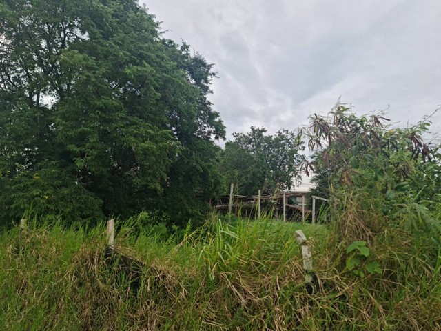 บอกขายที่ดินดีทำเลเหมาะน่าซื้อเก็บ ที่ปากช่อง 2ไร่- 8ไร่ โฉนด ต.วังไทร อ.ปากช่อง จ.นครราชสีมา ไร่ละ  2.9 ลบ.สูงจากระดับน้ำทะเลมาก น้ำไฟพร้อม