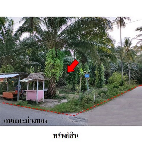   รหัสทรัพย์ (Code ID)  : PMS-4T0532  ราคา   4,819,000    บาท  ▸ เนื้อที่  3 ไร่ 3 งาน 82.9 ตร.ว.    บ้านหันไปทางทิศ ตะวันออก  พิกัดทรัพย์ : https://maps.app.goo.gl/c5Qn5EwC4Q97CU3k6  สถานที่ใกล้เคียง   ▸ใกล้วัดโบสถ์  ▸ใกล้โรงเรียนวัดโบสถ์  ▸ใกล้วัดมะม่วงทอง     สอบถามเพิ่มเติม / นัดชม โทร. 097-419-5982(พลอย) โทร. 096-932-4624(ออมสิน) Line : @panaya (มี@ด้านหน้า)  ปรึกษาสินเชื่อฟรี One Stop Service ดูแลตั้งแต่ต้นจนจบบริษัท ปณยาคิดดี จำกัด 