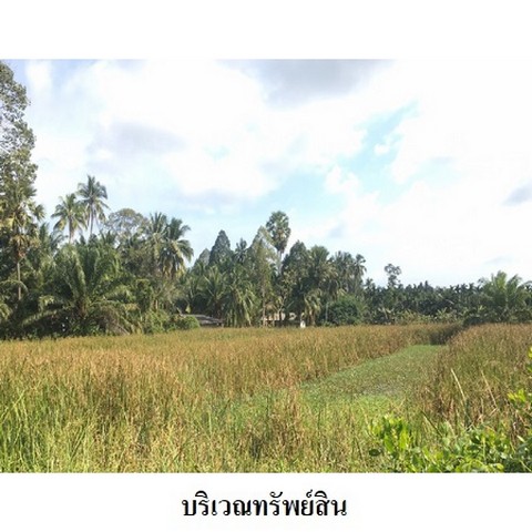   รหัสทรัพย์ (Code ID)  : PMS-4T0533  ราคา     7,806,200  บาท  ▸ เนื้อที่  11 ไร่ 2 งาน 44.0 ตร.ว.     บ้านหันไปทางทิศ ตะวันตก   พิกัดทรัพย์ : https://maps.app.goo.gl/wD7wfc4hSxf9Te4B8  สถานที่ใกล้เคียง   ▸ใกล้วัดโบสถ์  ▸ใกล้โรงเรียนวัดโบสถ์  ▸ใกล้วัดมะม่วงทอง    สอบถามเพิ่มเติม / นัดชม โทร. 097-419-5982(พลอย) โทร. 096-932-4624(ออมสิน) Line : @panaya (มี@ด้านหน้า)  ปรึกษาสินเชื่อฟรี One Stop Service ดูแลตั้งแต่ต้นจนจบบริษัท ปณยาคิดดี จำกัด 