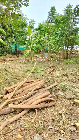 ขายที่ดิน 2 แปลง 121 ตร.ว สุขุมวิท 101/1 ในซอยวชิรธรรมสาธิต51 ที่ดินสวยเหมาะสร้างบ้าน ทาวน์เฮ้าส์ ทาวน์โฮม ฯลฯสถานที่ใกล้เคียง- BTS สถานีปุณณวิถีและอุดมสุข- ใกล้ทางด่วนสุขุมวิท62 และทางด่วนบางนา- ห้างสรรพสินค้า- Piyarom Community Mall- Whizdom 101 Community Mall- Bangkok Mall- Central บางนา- Chic Republic บางนา- Mega บางนา- Paradise ศรีนครินทร์- Secon Square- Big C บางนา- Bitec บางนาพิกัดที่ดิน : ซ.วชิรธรรมสาธิต 51 สุขุมวิท101/1 กรุงเทพฯ#ราคาขาย : 120,000/ตร.ว (ค่าโ