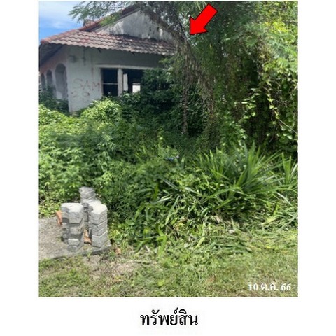   รหัสทรัพย์ (Code ID)  : PMS-3A1767  ราคา   1,349,600    บาท  ▸ เนื้อที่  1 งาน 46.3 ตร.ว.   ▸ 3 ห้องนอน 2 ห้องน้ำ    ▸ 1 ที่จอดรถ   บ้านหันไปทางทิศ ตะวันออก   พิกัดทรัพย์ : https://maps.app.goo.gl/gN6xGz2VJUkQTZLY9   สถานที่ใกล้เคียง   ▸ใกล้มหาวิทยาลัยมหาจุฬาลงกรณราชวิทยาลัย  ▸ใกล้วิทยาเขตนครศรีธรรมราช  ▸ใกล้วัดเตาปูน  วัดสนธิ์(นาสน)     สอบถามเพิ่มเติม / นัดชม โทร. 097-419-5982(พลอย) โทร. 096-932-4624(ออมสิน) Line : @panaya (มี@ด้านหน้า)  ปรึกษาสินเชื่อฟรี One Stop Service