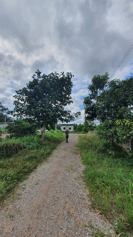 ขายที่ดินเปล่าพุนพิน เขาหัวควายทำเลดี เข้าออกได้ 2 เส้นทาง(สามารถทะลุ ม.0 และเส้นสถานีรถไฟพุนพิน ถนนบรรเทา 3/5)???? เนื้อที่ 50 ตารางวาขนาดแปลง กว้าง × ยาว = 10 × 20 เมตรรูปแปลงสวย เป็น สี่เหลี่ยมผืนผ้า✨ จุดเด่นของที่ดินใกล้แหล่งที่อยู่อาศัยไฟฟ้า 3 เฟส สาธารณูปโภคพร้อมใกล้ถนนเส้นหลัก เดินทางสะดวกใกล้สถานีรถไฟพุนพินปรับถมแล้ว ภูมิทัศน์น่าอยู่อาศัยติดกับบ้านหลังใหม�