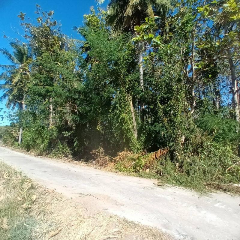 ขายที่ดิน 2 ไร่ พร้อมต้นสักอายุ 22 ปี บ้านน้อย ต.กกโก อ.เมืองลพบุรี จ.ลพบุรี