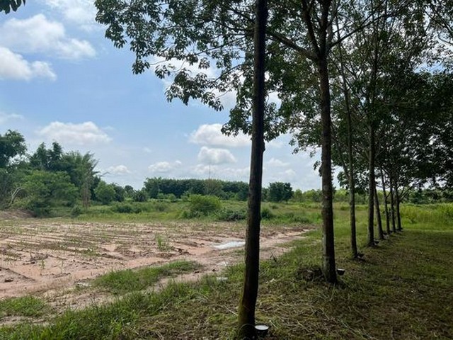 ขายที่ดิน 42ไร่ 8ล้านบาท โฉนดครุฑเขียว นส3ก.มีถนนเข้าออก ต.หนองพันทา อ.โซ่พิศัย จ.บึงกาฬขายที่ดินสวย พื้นที่ 42 ไร่ โฉนดพร้อมโอน น.ส.3 ก.พิกัด บ้านโนนป่าปาก หมู่ 6 ต.หนองพันทา อ.โซ่พิศัย จ.บึงกาฬ ราคา ขายไร่ละ 200,000 จำนวน 42 ไร่รวมลดเหลือ 8,000,000 บาท โอนคนละครึ่งถนนถึงสวนเป็นดิน คอนกรีต และถนนดำลาดยางไฟฟ้าต้องต่อขยายเขต น้ำใช้ต่อจากลำห้วยเหมาะกับ ซื้อเพื่อสร้างรีสอร์ท, สร้า