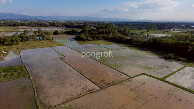 ขายที่ดินผืนใหญ่ เชียงใหม่ – สันกำแพง เนื้อที่รวม 8 ไร่ (ขายรวม 3 แปลง) ตั้งอยู่ในตำบลสันกำแพง อำเภอสันกำแพง จังหวัดเชียงใหม่ ทำเลดี เดินทางสะดวก บรรยากาศเงียบสงบ เหมาะกับทั้งอยู่อาศัยและการลงทุนจุดเด่นที่ดิน – แปลงใหญ่ รองรับการใช้งานได้หลายรูปแบบ – เหมาะสร้างบ้านพัก บ้านสวน รีสอร์ท โฮมสเตย์ หรือพัฒนาโครงการ – สภาพแวดล้อมดี ใกล้ธรรมชาติ แต่ยังเชื่อมต่อ�