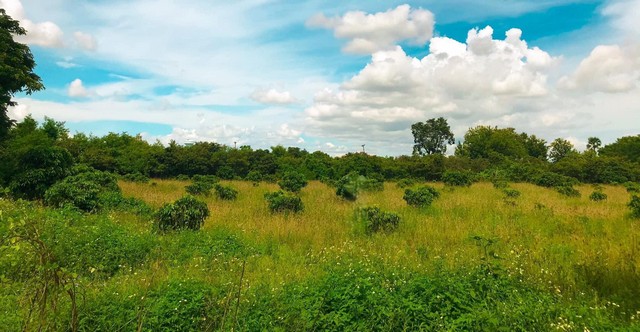 ขายที่ดินสวนลำไย 14-2-65ไร่ 4.5ล้านบาทถนนคอนกรีต น้ำประปา ไฟฟ้า ต.บ้านแป้น อ.เมือง ลำพูนที่ดินสวนลำไย พื้นที่ 14 ไร่ 2 งาน 65 ตารางวาพื้นที่ ต.บ้านแป้น อ.เมือง จ.ลำพูนราคา 4,500,000 บาท โอนคนละครึ่งใกล้สำนักงานเทศบาลตำบลบ้านแป้น 3 กม.ใกล้สำนักงานเทศบาลตำบลป่าซาง 2 กม.ใกล้เมืองลำพูน 11 กม.*** สนใจสอบถาม ***โทร 0945735168Line ID : piyawitnoomรหัสประกาศ : 2412212