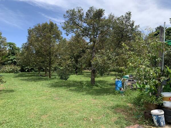 ขายที่ดิน บ้าน พร้อมเข้าอยู่ ขนาด 3ไร่3งาน10ตรว. หน้ากว้าง164เมตรลึก84เมตร