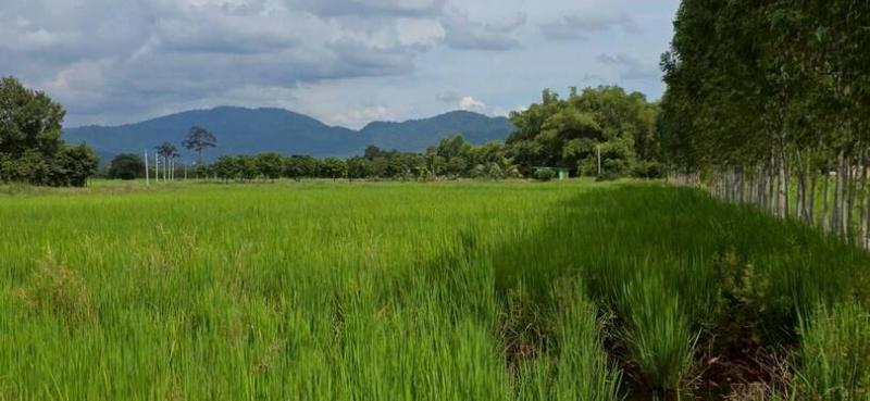 สนใจมาเที่ยวชมโทร ติดต่อ นกได้หลายช่องทางนะคะโทร. 061-494-9665โทร. 063-635-5651 (เบอร์นี้ไลน์เต็มค่ะ)ไลน์ไอดี : @nyland789(ไลน์คลิ๊กแล้วทักมาได้เลยค่ะ) https://lin.ee/R8sP0rj____________________________ที่ดินสวย ติดถนนลาดยาง วิวภูเขา แบ่งขายแปลงละ 2 ไร่ ไร่ละ 9 แสน - 1.2 ล้านมาก่อนเลือกก่อนจะเอาติดลาดยางด้านหน้าค้าขายได้ หรือเอาติดถนนซอยปลูกบ้านอยู่จ้าแบ่งขายจากแปลงใหญ่ 20 กว่าไร่ หากเหมาหมดมีราคาพิเศษจ้าต.เขาเพ�