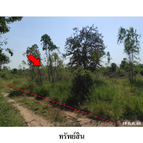 รหัสทรัพย์ (Code ID)  : PMS-3T0064  ราคา   1,103,500    บาท  ▸ เนื้อที่  11 ไร่ 1 งาน 98.0 ตร.ว.    บ้านหันไปทางทิศ ใต้   พิกัดทรัพย์ : https://maps.app.goo.gl/7awa37aicsBEpq216  สถานที่ใกล้เคียง   ▸ใกล้ฝ่ายแผนฯวิทยาลัยเทคโนโลยีมหานครชัยภูมิ    ▸ใกล้พระเจดีย์ศรีชัยผาผึ้ง    สอบถามเพิ่มเติม / นัดชม โทร. 097-419-5982(พลอย) โทร. 096-932-4624(ออมสิน) Line : @panaya (มี@ด้านหน้า)  ปรึกษาสินเชื่อฟรี One Stop Service ดูแลตั้งแต่ต้นจนจบบริษัท ปณยาคิดดี จำกัด 