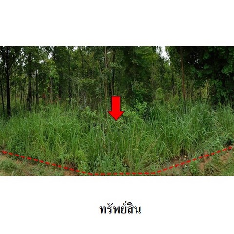   รหัสทรัพย์ (Code ID)  : PMS-3T0038  ราคา   5,625,600    บาท  ▸ เนื้อที่  74 ไร่ 2 งาน 82.0 ตร.ว.    บ้านหันไปทางทิศ ตะวันตก   พิกัดทรัพย์ : https://maps.app.goo.gl/smacwdANxrohF1T76  สถานที่ใกล้เคียง   ▸ใกล้สวนทรัพย์สายฝน อินทผลัมเนื้อเยื่อ  ▸ใกล้วัดชัยภูมิวนาราม      สอบถามเพิ่มเติม / นัดชม โทร. 097-419-5982(พลอย) โทร. 096-932-4624(ออมสิน) Line : @panaya (มี@ด้านหน้า)  ปรึกษาสินเชื่อฟรี One Stop Service ดูแลตั้งแต่ต้นจนจบบริษัท ปณยาคิดดี จำกัด 