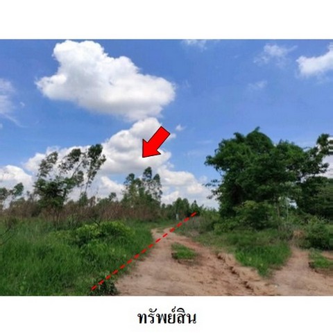   รหัสทรัพย์ (Code ID)  : PMS-3T0083  ราคา   5,970,000    บาท  ▸ เนื้อที่  63 ไร่ 93.0 ตร.ว.    บ้านหันไปทางทิศ ตะวันออก   พิกัดทรัพย์ : https://maps.app.goo.gl/4H1a6fCoi4DM1toW8  สถานที่ใกล้เคียง   ▸ใกล้ศูนย์เมล็ดพันธุ์ข้าวชัยภูมิ   ▸ใกล้อนามัยโคกสูง   ▸ใกล้วัดห้วยยางราษฎร์บำรุง      สอบถามเพิ่มเติม / นัดชม โทร. 097-419-5982(พลอย) โทร. 096-932-4624(ออมสิน) Line : @panaya (มี@ด้านหน้า)  ปรึกษาสินเชื่อฟรี One Stop Service ดูแลตั้งแต่ต้นจนจบบริษัท ปณยาคิดดี จำกัด 