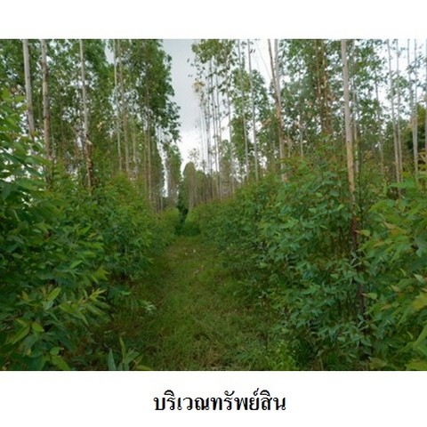   รหัสทรัพย์ (Code ID)  : PMS-3T0041  ราคา   10,275,300    บาท  ▸ เนื้อที่  140 ไร่ 1 งาน 28.0 ตร.ว.    บ้านหันไปทางทิศ เหนือ  พิกัดทรัพย์ : https://maps.app.goo.gl/7rfAHKubRqxGZLZ57  สถานที่ใกล้เคียง   ▸ใกล้ศูนย์เมล็ดพันธุ์ข้าวชัยภูมิ  ▸ใกล้อนามัยโคกสูง  ▸ใกล้วัดห้วยยางราษฎร์บำรุง     สอบถามเพิ่มเติม / นัดชม โทร. 097-419-5982(พลอย) โทร. 096-932-4624(ออมสิน) Line : @panaya (มี@ด้านหน้า)  ปรึกษาสินเชื่อฟรี One Stop Service ดูแลตั้งแต่ต้นจนจบบริษัท ปณยาคิดดี จำกัด 