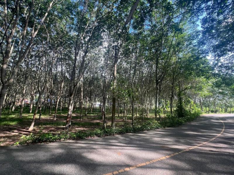 ขายที่ดินยกแปลง (2แปลงติดกัน) ติดถนนใหญ่ ทำเลดี อำเภอคลองหอยโข่ง จังหวัดสงขลาที่ตั้ง : ตำบลทุ่งลาน อำเภอคลองหอยโข่ง จังหวัดสงขลา 90230ขนาดพื้นที่รวม : 3ไร่ 3งาน 16 ตรว.รายละเอียด-ที่ดินติดถนนใหญ่ เดินทางสะดวก-พื้นที่น้ำไม่ท่วม-สาธารณูปโภคครบ (ไฟฟ้า ประปา ถนนคอนกรีต)-ใกล้สนามบินนานาชาติหาดใหญ่-สภาพแวดล้อมดี เหมาะสำหรับ-สร้างบ้านพักอาศัย / บ้านจัดสรร-โกดัง ร้านค้า ห