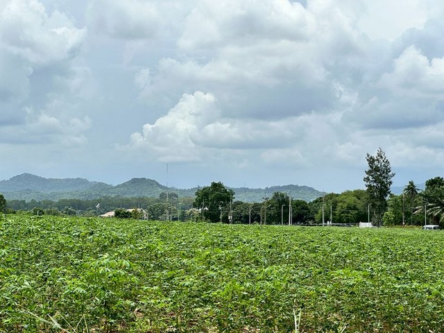 TEL : 092-288 9359 คุณดนิตาLine : https://line.me/ti/p/yxo92dHWP1ราคาขาย  1,450,000 บาท(ตรว.ละ 14,500บาท)ต่อรองได้ค่าโอน50/50รายละเอียด : ขนาดที่ดิน 1 งาน (100 ตารางวา)หน้ากว้างติดถนนสาธรณะ 10 เมตรความลึกฝั่งซ้าย 44 เมตรความลึกฝั่งขวา 42 เมตรด้านท้ายกว้าง 6 เมตร ที่ดินเป็น เส้นก๋วยเตี๋ยว อาจจะออกแบบสิ่งปลูกสร้างยาก แต่รับรองว่า ราคาและบรรยากาศที่สวยแบบนี้ หาไม่ได้แล้ว!!!ผังสี ส้มจุด (สามารถสร้างโกดัง,คลังสินค้าได�