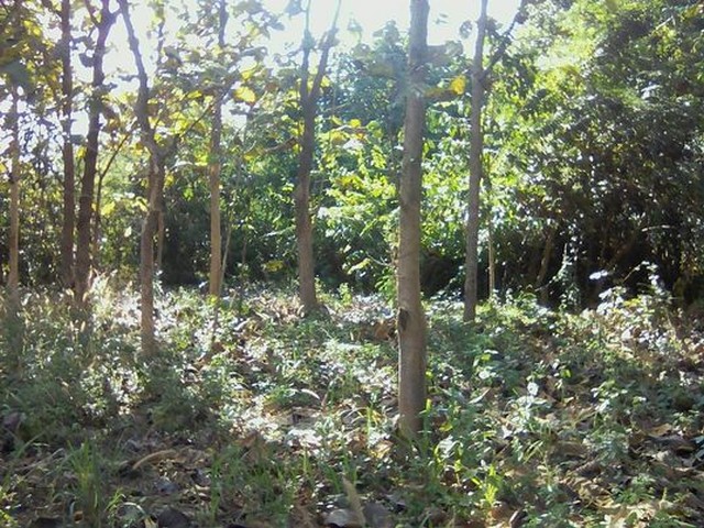 ขายที่ดินสวนต้นไม้สัก 1งาน 450,000บาท ถนน ไฟฟ้า ประปาต.บ้านกาด อ.แม่วาง เชียงใหม่ที่ดิน สวนต้นไม้สัก พร้อมตัดใช้งานได้เอกสารโฉนดครุฑแดง มี 2 แปลง พื้นที่แปลงละ 1 งาน ติดกันขายราคาแปลงละ 450,000บาท โอนคนละครึ่งจะซื้อแปลงเดียวแยก หรือเหมาสองแปลงก็ได้หน้ากว้างแปลงละ 16 เมตร ลึก 24 เมตรติดถนนดินสาธารณะ กว้าง 5 เมตร ใกล้ถนนลาดลาง 32 เมตรพิกัด ต.บ้านกาด อ.แม่วาง เชียงใหม่ใกล้โร