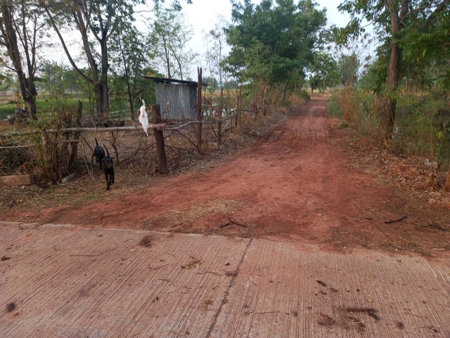 ขายที่ดินที่นา 5ไร่ 1งาน 60ว. 1.1ล้านบาท ถนนดินสาธารณะใกล้ ถ.ชัยภูมิ-บ้านเขว้า บ้านโคกสูง ต.รอบเมือง อ.เมือง ชัยภูมิที่นา 5ไร่ 1งาน 60ว. พื้นที่รูปสี่เหลี่ยมคางหมู หน้ากว้าง 37 เมตร ลึก 167 เมตรขายราคา 1.1 ล้านบาท (1,100,000 บาท) โอนคนละครึ่งทางเข้าเป็นถนนดินดำสาธารณะ 200 เมตร ถึงทางหลักหมู่บ้าน รถยนต์เข้าสะดวกน้ำประปา ไฟฟ้า ยังไม่ถึง แปลงที่ดินเหมาะซื้อไว้ทำนา ทำเกษตรกรรม เก็บไว