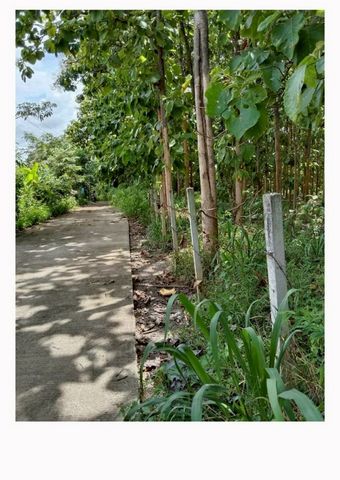 ขายยกแปลง 4.9 ล้าน 3-3-50 ตรว. สวนสักแปลงสวย ทำเลดี #โซนสันทราย ที่ดินเหมาะสำหรับลงทุนระยะยาว หรือถือครองเป็นทรัพย์สินที่มีมูลค่าเพิ่มในอนาคตขนาดที่ดิน• 3 ไร่ 3 งาน 50 ตารางวารายละเอียดสวนสัก• ต้นสักอายุประมาณ 15–20 ปี• จำนวนกว่า 1,000 ต้น• มี ค้อนประทับไม้ถูกกฎหมาย แถมให้พร้อมดำเนินการราคาขายยกแปลงเพียง 4.9 ล้านบาท✔ พร้อมโอนเหมาะสำหรับ• นักลงทุนไม้สัก• ซื้อเก็บเป็นทร�