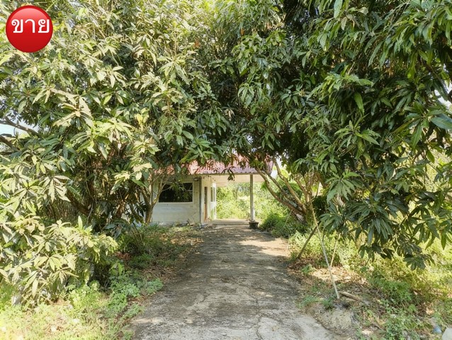 ขายที่ดินพร้อมบ้าน บรรยากาศสวนร่มรื่น นนทบุรีขายที่ดิน 341 ตารางวาพร้อมบ้าน 1 หลัง บ้านสวนสภาพเดิม เจ้าของขายต่อ ขายตามสภาพบ้านเดิม และพื้นที่สวนร่มรื่นตำบลหนองเพรางาย อำเภอไทรน้อย จังหวัดนนทบุรีราคา ตารางวาละ 10,000 บาทรวมประมาณ 3,410,000 บาทเหมาะสำหรับทำบ้านสวนบ้านพักวัยเกษียณ ทำสวน ปลูกผักบ้านพักหลังเกษียณหรือซื้อเก็บเป็นทรัพย์สินในอนาคตจุดเด่นของที่ดิน�