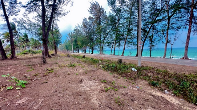 ขายที่ดินใกล้หาดบางเบิด หน้าแปลงที่ดินติดถนนทางหลวง ใกล้หาดบางเบิด 1 กม.++ ขนาดที่ดิน 50-1-18 ไร่ โฉนดครุฑแดง พร้อมโอน ค่าโอน คนล่ะครึ่ง ++ ขายราคาไร่ล่ะ 8 แสน -1.5 ลบ.ด้านหน้าติดถนนทางหลวงหมายเลข 1015 พิกัด: ใกล้หาดบางเบิด ต.ทรายทอง อ.บางสะพานน้อย จ.ประจวบฯสถานะที่ดิน:++ ภายในที่ดินเป็นสวนทุเรียนที่เก็บผลผลิตได้แล้วจำนวน 300 ต้นเก็บผลผลิตขายได้ 7-8 แสนต่อปี++ ทุเรียนอายุ 3 ปี �