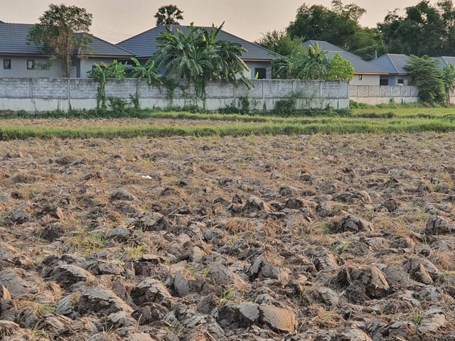 #ขายที่ดินแปลงยาวฉะเชิงเทรา#ที่ดิน 11 ไร่ 56 ตารางวา  (ซื้อแปลงติดกันเพิ่มได้อีกประมาณ 6 ไร่)????พื้นที่สีเหลือง???? ต.หัวสำโรง อ.แปลงยาว จ.ฉะเชิงเทรา ????ห่างจากนิคมอุตสาหกรรมเกตเวย์ 15 นาที (7-8 กม)????จากถนนทางหลวงเส้น 3351 เพียง 3 กม.????โฉนดครุฑแดง????พื้นที่ผังเมืองสีเหลือง????ไฟเฟส 3 / ติดคลองชลประทาน / น้ำประปาเข้าถึง????ถนนเข้าออกผ่านที่ดินได้ 2 ทาง????ถนนคอนกรีตกว้าง รถเทรลเลอร์เข้า�