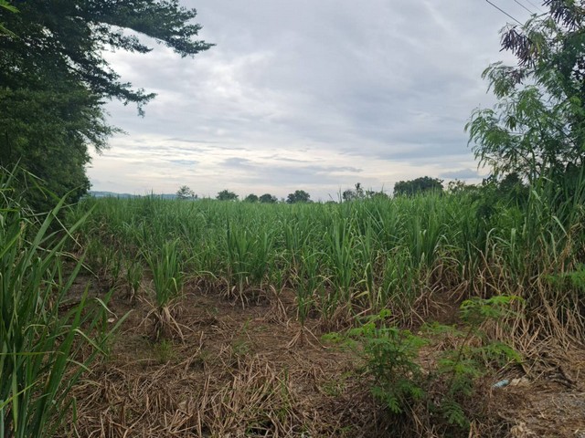 ขายที่ดินปากช่อง ทำเลทอง มีอนาคต ที่ประชุมให้เป็นเมืองหลวงที่ 2 ของประเทศไทยที่สำคัญความเจริญเข้ามาเยอะมากมาย โดยเฉพาะรถไฟฟ้าความเร็วสูง ถนนทางM6 แบ่งขาย 2ไร่- 8ไร่ โฉนด ต.วังไทร อ.ปากช่อง จ.นครราชสีมา โคราชที่ดินราคาพุ่งสูงขึ้นไวเรื่อยๆอย่างต่อเนื่อง รีบซื้อเก็บไว้น่าลงทุนเก็งกำไร ที่สูงปลอดภัยน้ำท่วม++ ไร่ละ  2.9 ล้านบาท พร้อมโอน++ สูงจากระดับน้ำทะเลประมา�