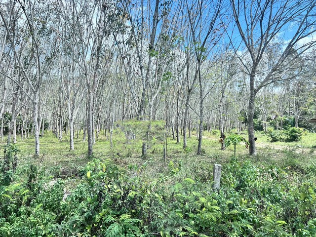  ประกาศขายที่ดินสวนยางพารา ทำเลดี จ.สงขลา ติดถนนใหญ่ เดินทางสะดวก ขายสวนยางพารา เนื้อที่ **33 ไร่ 3 งาน 9 ตารางวา** ทำเลดี ติดถนนใหญ่ เข้า–ออกสะดวก บรรยากาศร่มรื่น เป็นธรรมชาติ เหมาะสำหรับลงทุนต่อยอดหรือถือครองระยะยาว รายละเอียดสวนยาง  * อายุยางรวม 12 ปี * เปิดกรีดมาแล้ว 5 ปี * ให้ผลผลิตต่อเนื่อง * รายได้ประมาณ **700,000 บาท/ปี** * ราคาประเมิน 640,000 บาท/ไร่ ที่ตั้ง : จังหวัดสงขลา  สถ