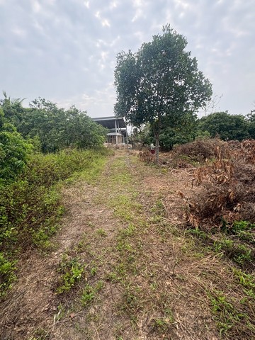  ขายที่ดินเปล่า บ้านป่าเหว ตำบลอุโมงค์ อำเภอเมือง จังหวัดลำพูนที่ดินทำเลดี เดิมเป็น สวนลำใย เพิ่งตัดปรับพื้นที่เรียบร้อย พื้นที่โล่งพร้อมใช้ เหมาะสำหรับสร้างบ้านพักอาศัย หรือซื้อเก็บเพื่อการลงทุน    เนื้อที่ 2 งาน 11 ตารางวา  บรรยากาศดี เงียบสงบพื้นที่ข้างเคียงเป็นสวนลำใย และมีบ้านพักอาศัยของชุมชน ไม่เปลี่ยว      สถานที่ใกล้เคียงห่างจาก เทศบาลตำบลอุโมงค์