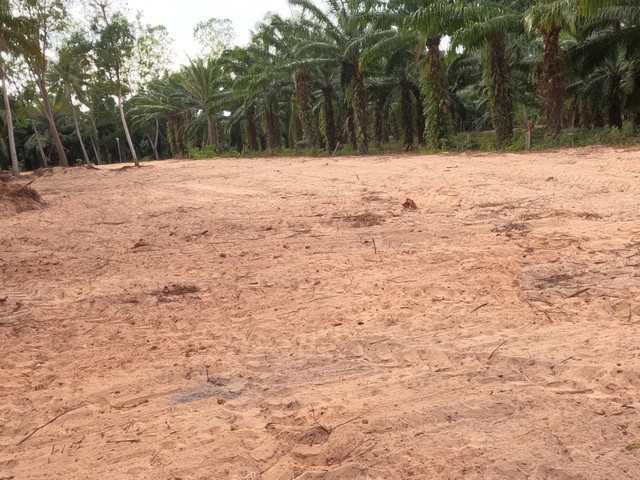 ขายที่ดินใกล้หาดบางเบิด หน้าแปลงที่ดินติดถนนทางหลวง ใกล้หาดบางเบิด 1 กม.++ ขนาดที่ดิน 50-1-18 ไร่ โฉนดครุฑแดง พร้อมโอน ค่าโอน คนล่ะครึ่ง ++ ขายราคาไร่ล่ะ 8 แสน -1.5 ลบ.ด้านหน้าติดถนนทางหลวงหมายเลข 1015 พิกัด: ใกล้หาดบางเบิด ต.ทรายทอง อ.บางสะพานน้อย จ.ประจวบฯสถานะที่ดิน:++ ภายในที่ดินเป็นสวนทุเรียนที่เก็บผลผลิตได้แล้วจำนวน 300 ต้นเก็บผลผลิตขายได้ 7-8 แสนต่อปี++ ทุเรียนอายุ 3 ปี �