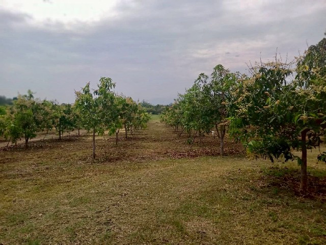 รหัสทรัพย์ N1034บ้านเดี่ยว เคหะร่มเกล้า 27 ลาดกระบัง หน้าบ้านไม่ชนใครที่ตั้ง :&nbsp;แขวงคลองสองต้นนุ่น เขตลาดกระบัง กรุงเทพมหานคร 10520รายละเอียดทรัพย์- บ้านเดี่ยว 2 ชั้น&nbsp;ขนาดเนื้อที่ 19.9 ตารางวา พื้นที่ใช้สอย 120 ตารางเมตร- 1&nbsp;ห้องนอน, 1 ห้องน้ำ,&nbsp;1 ห้องครัว- ทิศหน้าบ้านหันทางทิศเหนือ&nbsp;ทำเล และสถานที่ใกล้เคียง-&nbsp;รถไฟฟ้าแอร์พอร์ต เรล ลิงก์ สถานีลาดกระบัง-&nbsp;โรบินสัน สุวรรณ