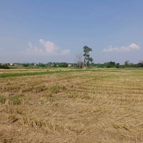 TEL : 092-288 9359 คุณดนิตาLine : https://line.me/ti/p/yxo92dHWP1รายละเอียด : เนื้อที่ขนาด 27-3-79 ไร่  (11,179 ตรว.)บึง ศรีราชา ชลบุรีน้ำไฟ3เฟสหน้าเเปลงถนน 6-8 เมตรหน้ากว้างติดถนน 350 เมตรห่างถนน 3009/160 เมตรที่ดินเป็นทุ่งนาราคาขายไร่ละ 9,000,000 ลบ.ราคาตางรางวาละ 22,500 บาท ราคาขายยกแปลง 251,527,500 ลบ.สถานที่ใกล้เคียง : - ท่าเรือเเหลมฉบัง 2.5 กม.- นิคมมาบตาพุด 55 กม.- สนามบินอู่ตะเภา 55 กม.F-A4 (To74)