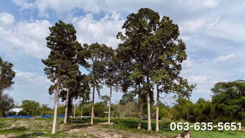 สนใจมาเที่ยวชมโทร ติดต่อ นกได้หลายช่องทางนะคะโทร. 061-494-9665โทร. 063-635-5651 (เบอร์นี้ไลน์เต็มค่ะ)ไลน์ไอดี : @nyland789(ไลน์คลิ๊กแล้วทักมาได้เลยค่ะ) https://lin.ee/R8sP0rj____________________________ที่สวยหลังตลาดนัดบ้านพริกถูกสุดในโซนนี้ 11 ไร่ 3 งาน 32 ตรว.ไร่ละ 6.5 แสน ( ยกแปลงไม่แบ่งขาย 7,689,500 )ต.บ้านพริก อ.บ้านนา จ.นครนายกโฉนดครุฑแดงพร้อมโอนรูปที่สี่เหลี่ยมสวยติดถนนเลียบคลอง เข้าจากถนนลาดยางประมาณ 130 เมตร ในที่มี�