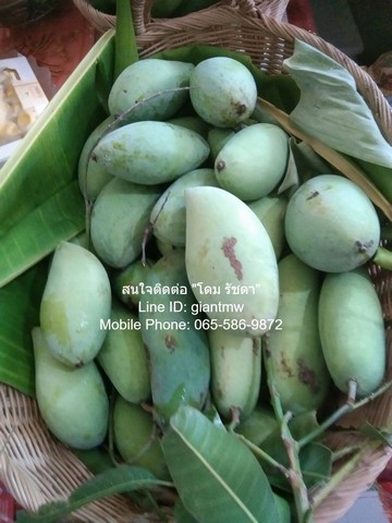 DSL-296.1สนใจติดต่อ: โดม รัชดา (Exclusive Contract)โทร: 065-586-9872ไลน์ไอดี: giantmw หรือ @yem0202nFacebook: https://bit.ly/3vdegO8Fanpage: https://bit.ly/488TrlD.ขายที่ดินสวนผลไม้หลากหลายชนิด อ.เมืองนครปฐม 3-3-90 ไร่ (1,590 ตร.ว.) ราคา 5 ล้านบาท  .รายละเอียดทรัพย์: เอกสารสิทธิ์: โฉนด (น.ส.4 จ) มีเนื้อที่ 3-3-90 ไร่ (1,590 ตร.ว.) และที่ดินเป็นสวนผลไม้หลากหลาย พร้อมระบบไฟฟ้า และน้ำประปา.จุดเด่นของทรัพย์: เป็นสวนผลไม้ ที่อยู่ในทำเลที่ดี และมีราคาที่ดี เหมาะสำหรับ