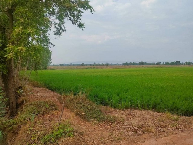 ขายที่ดิน 23 ไร่ 3 งาน 87.7 ตร.ว.ตำบลวัดตายม อำเภอบางกระทุ่ม จังหวัดพิษณุโลกรายละเอียดที่ดิน• เนื้อที่รวม 23 ไร่ 3 งาน 87.7 ตารางวา• ที่ดินผืนเดียวแปลงสวย รูปทรงดีเพราะเป็นสี่เหลี่ยม เกิดประโยชน์สูงสุดในทุกการใช้งาน• ติดถนน 2 ด้าน (ทิศตะวันตก และทิศใต้)• ใกล้ถนนใหญ่สายเอเชีย (ทางหลวงหมายเลข 11)• ทำเลไม่ไกลจากตลาดและชุมชน• น้ำและไฟเข้าถึง สะดวกมาก• น้ำไม่เคยท่วมเหมาะ�